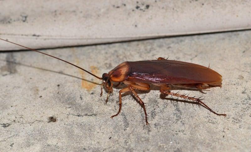 American Cockroaches identification photo 4
