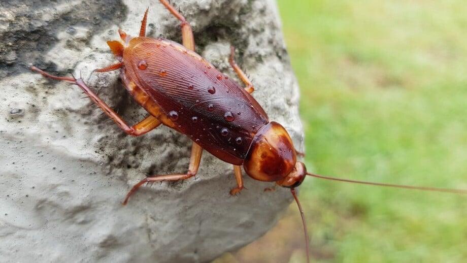 American Cockroaches identification photo 6