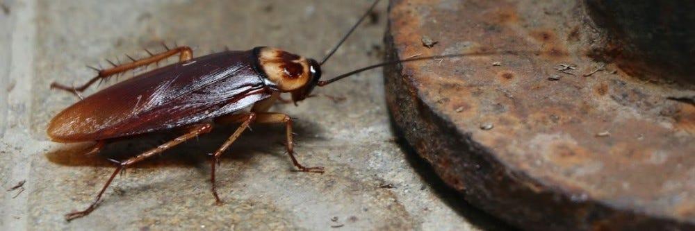 American Cockroaches identification photo 8