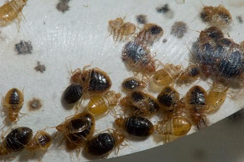 Bed Bugs identification photo 3