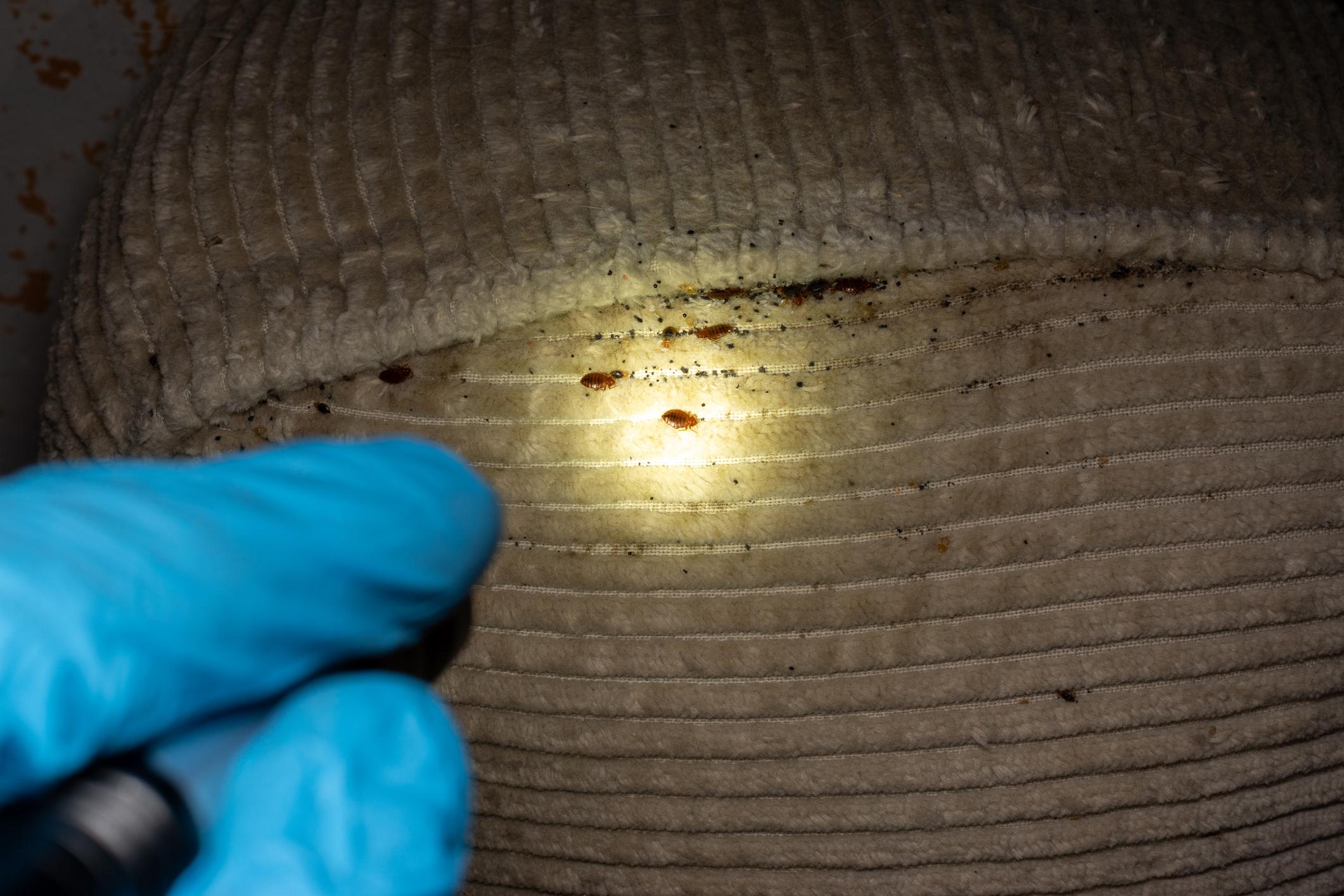 Bed Bugs identification photo 5