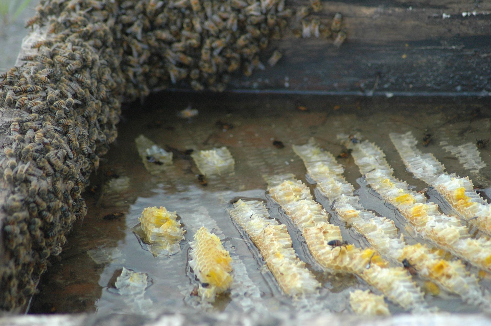 Bees