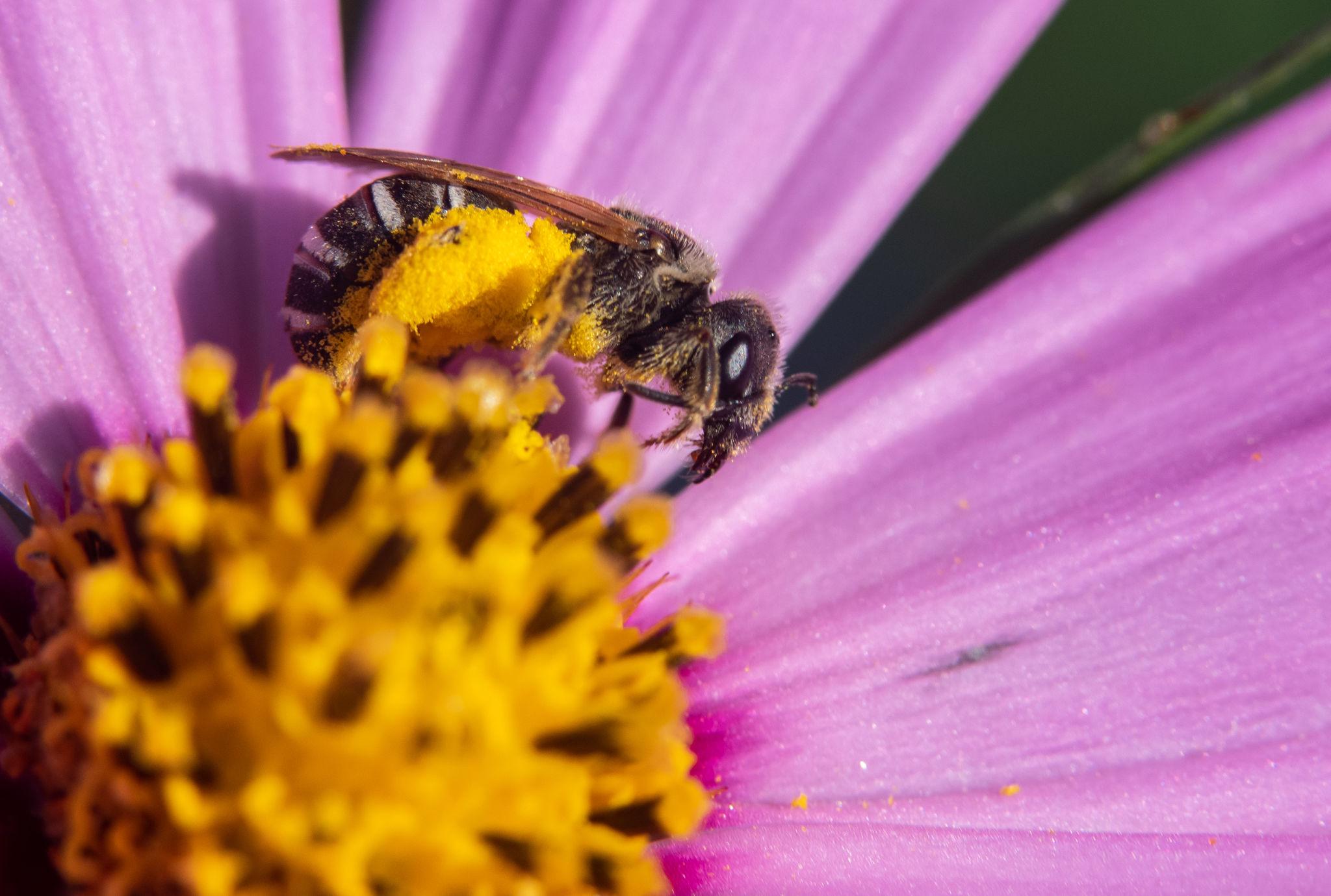 Bees identification photo 2