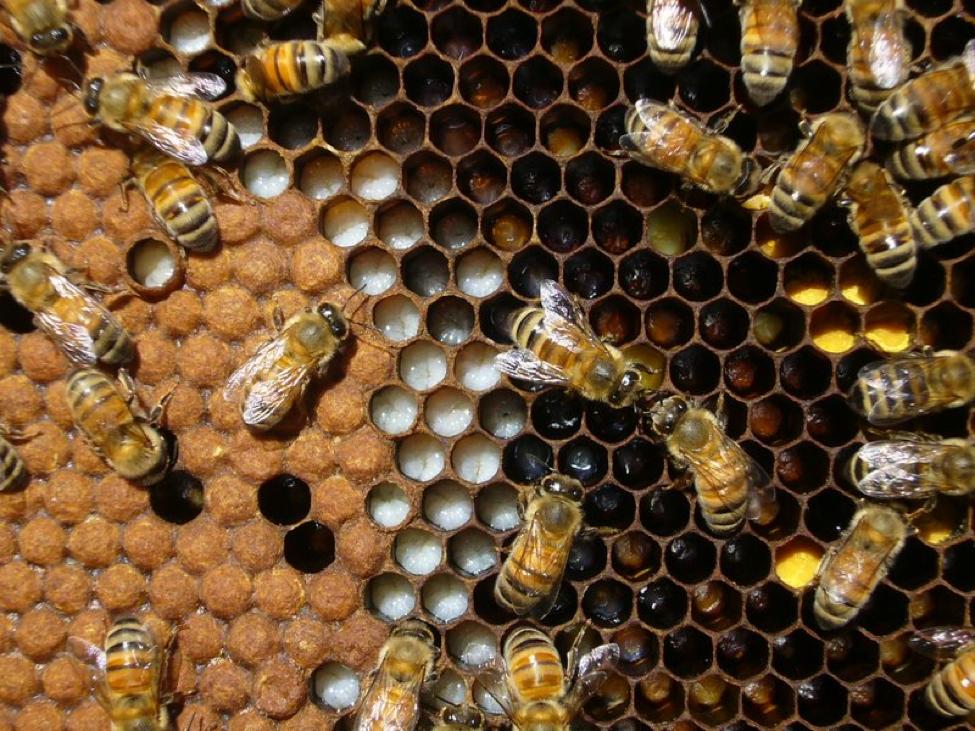 Bees identification photo 5