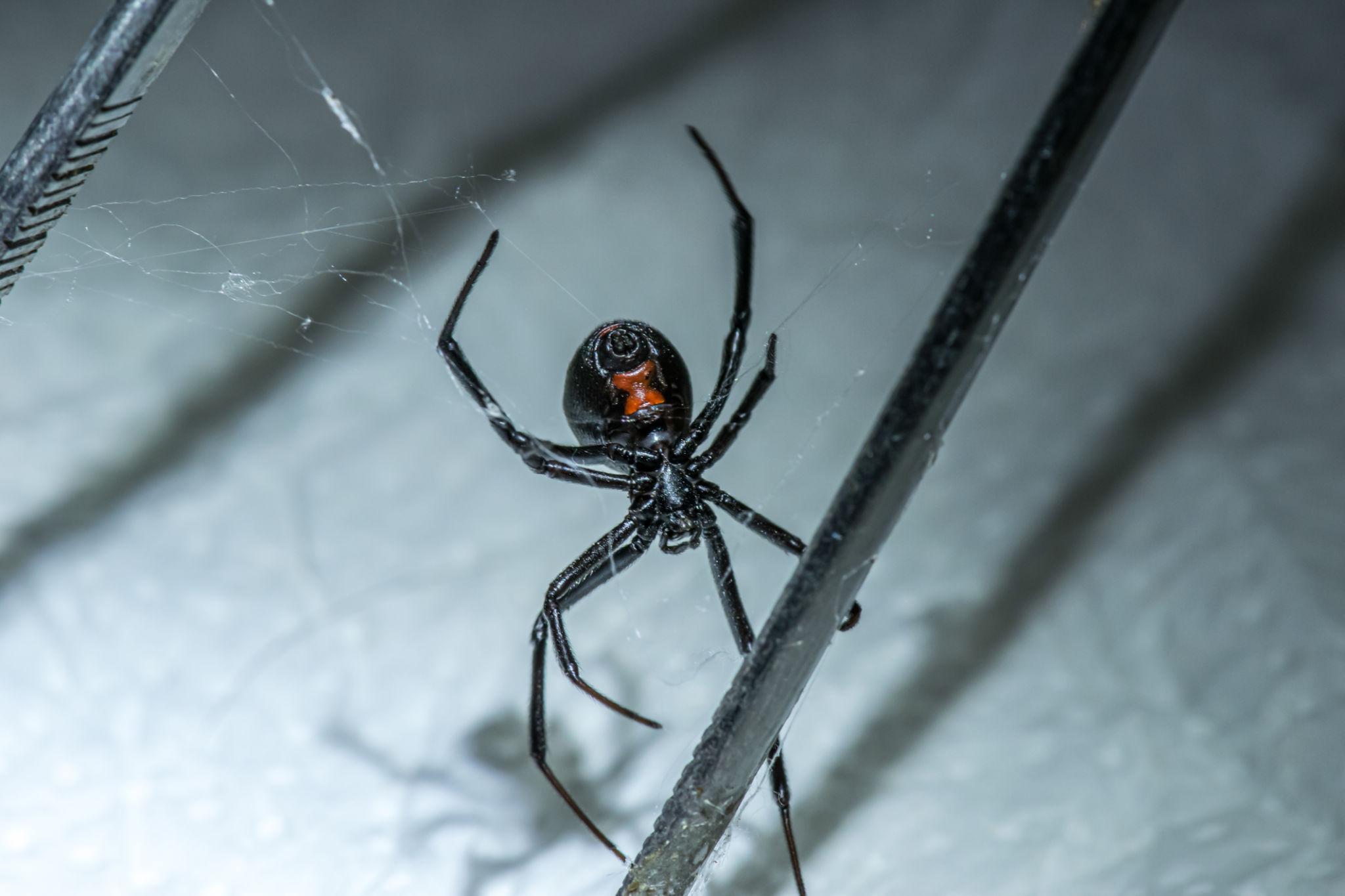 Black Widow Spiders identification photo 3