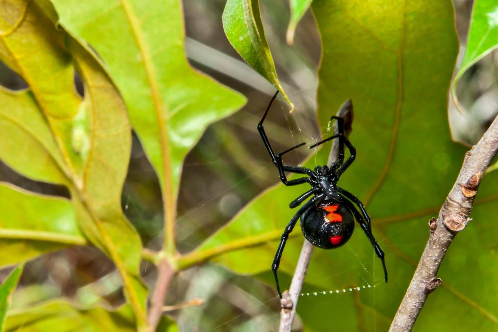 Black Widow Spiders identification photo 4