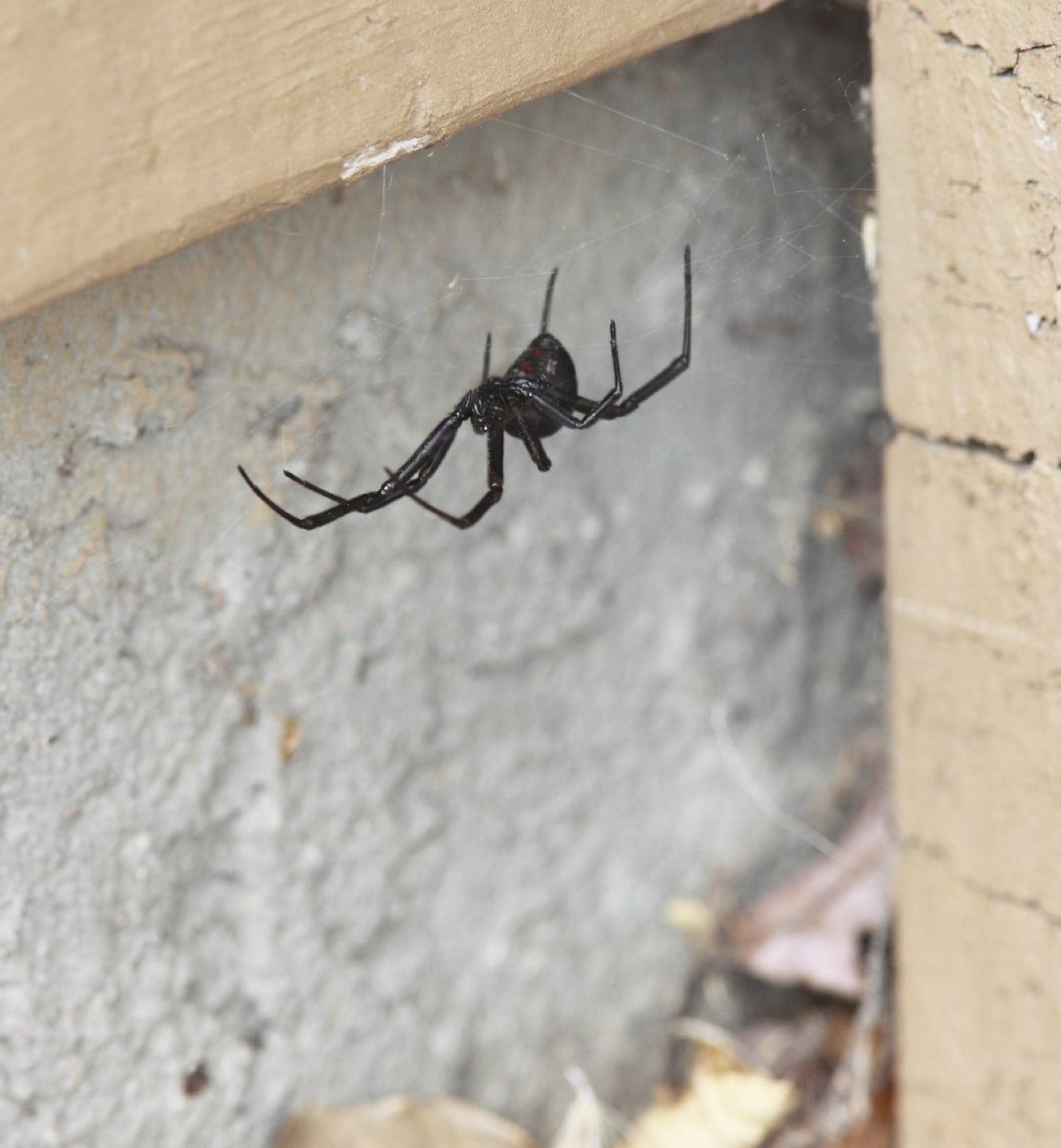 Black Widow Spiders identification photo 5