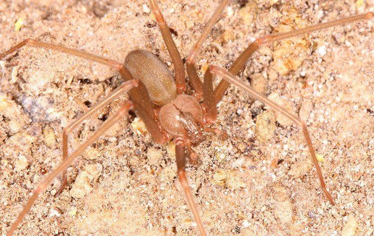 Brown Recluse Spiders identification photo 4