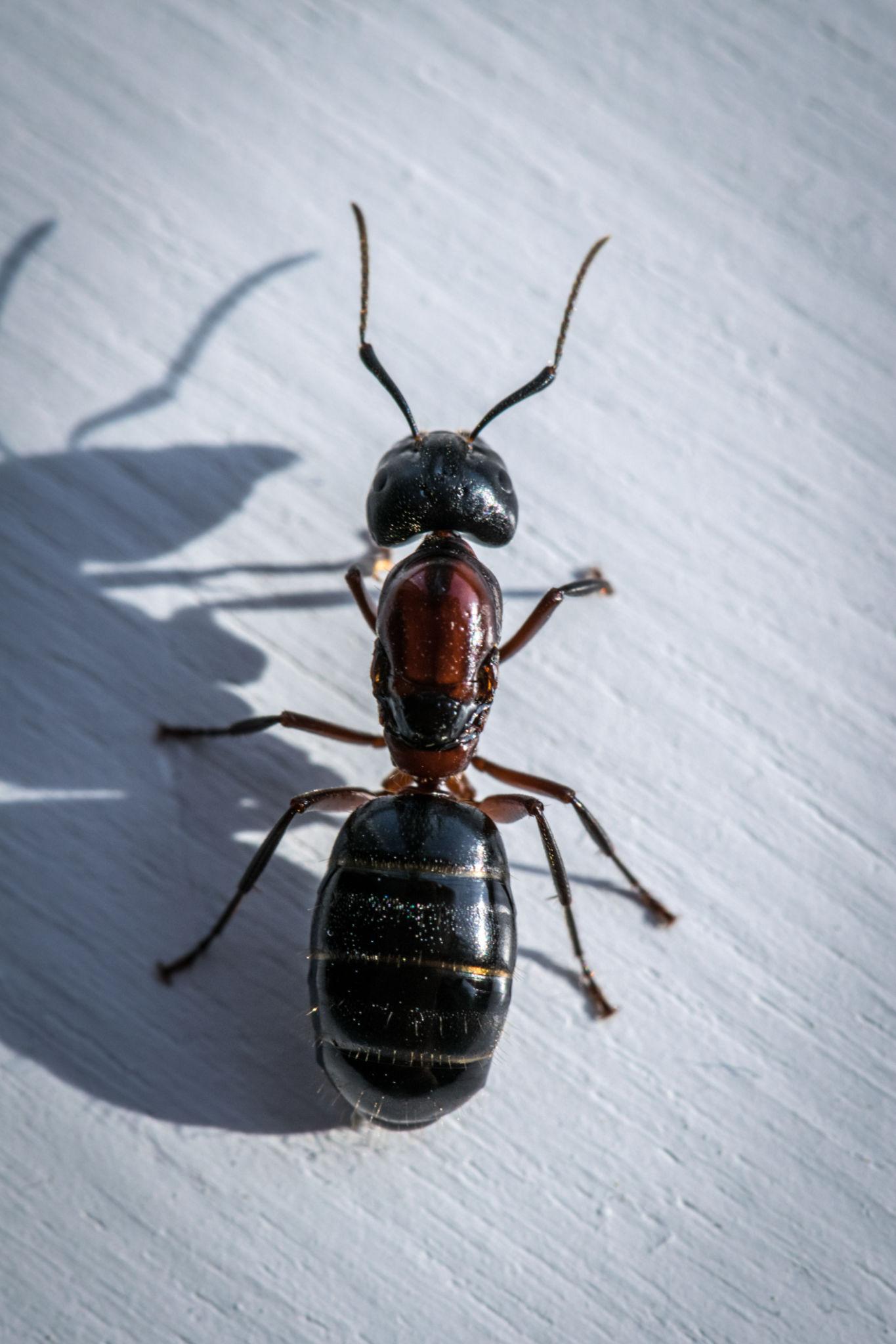 Carpenter Ants