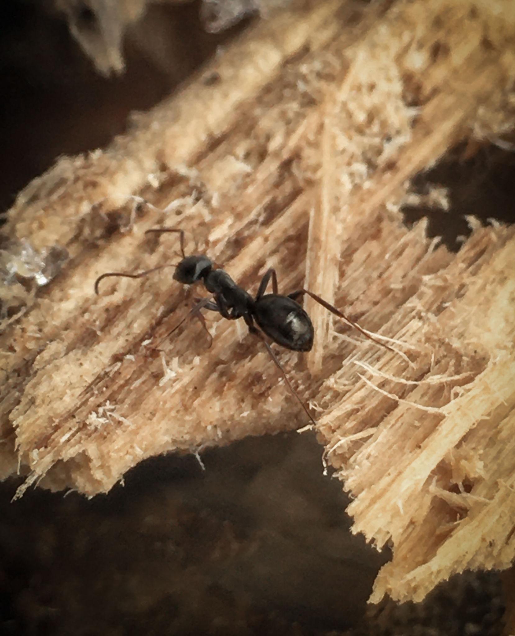 Carpenter Ants identification photo 6
