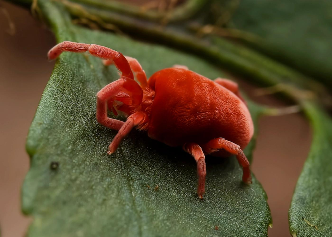 Chiggers