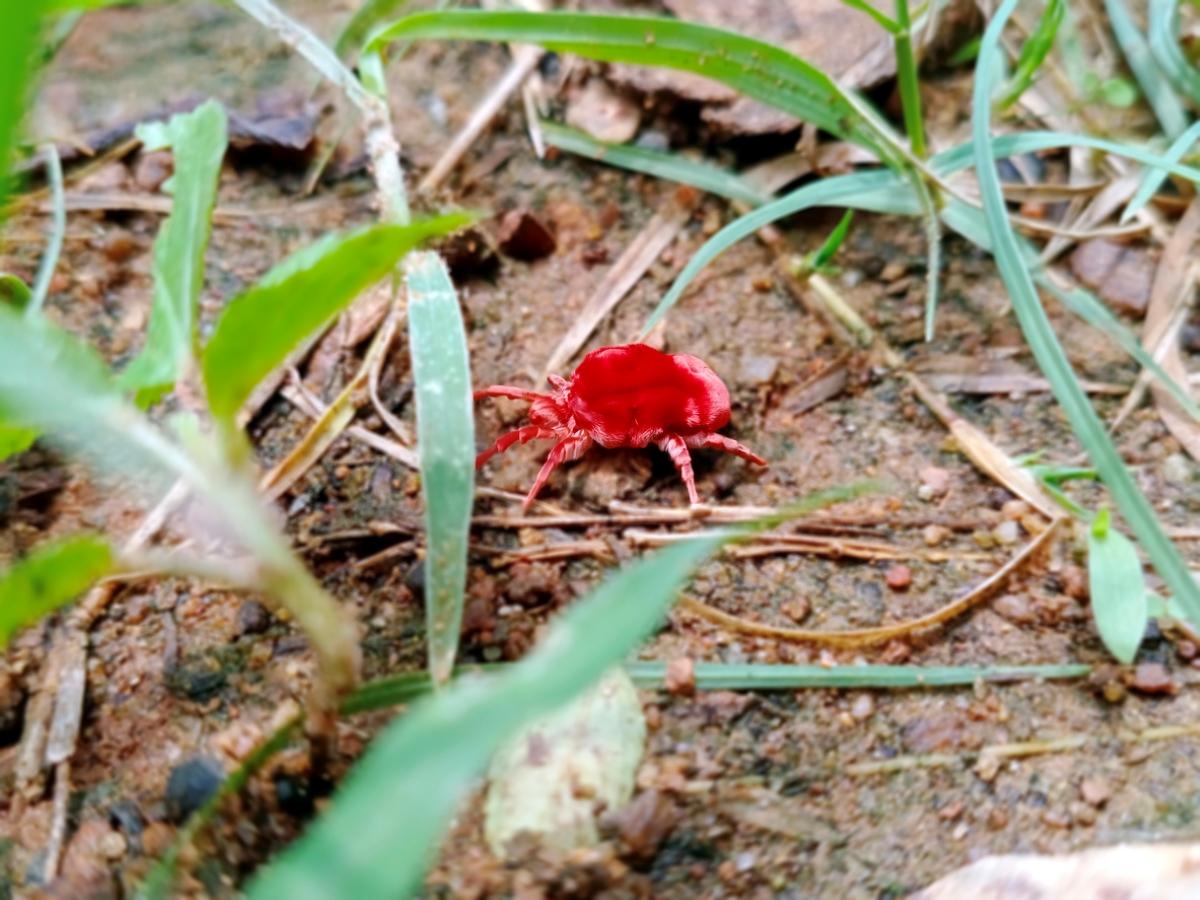 Chiggers identification photo 3