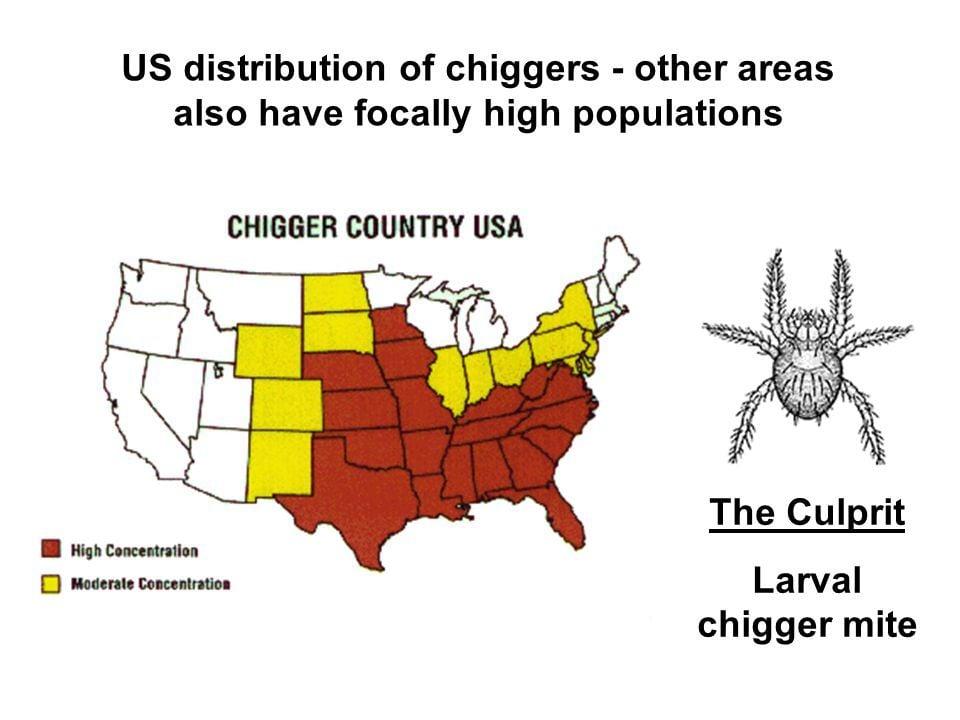 Chiggers identification photo 4