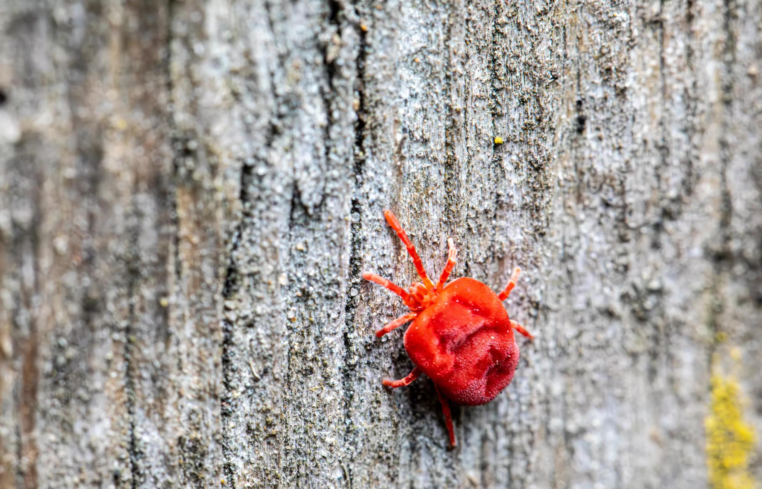 Chiggers identification photo 5