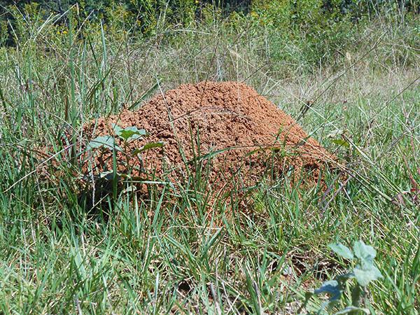 Fire Ants