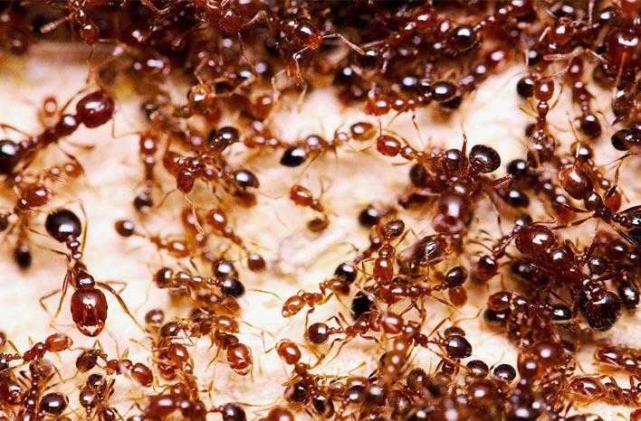 Fire Ants identification photo 3