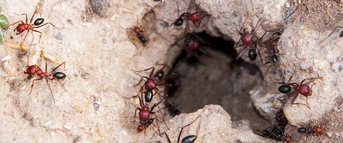 Fire Ants identification photo 4