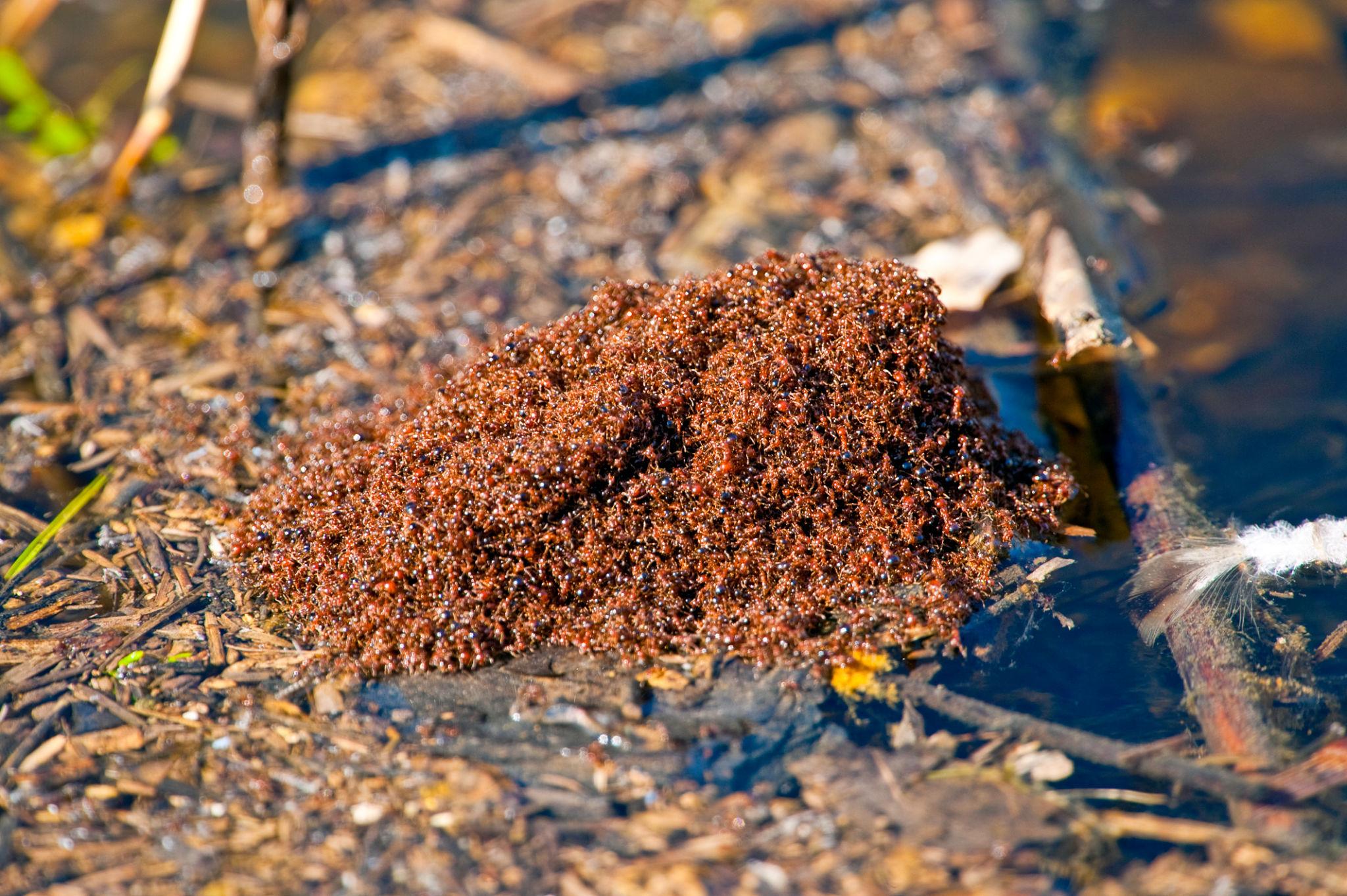 Fire Ants identification photo 6