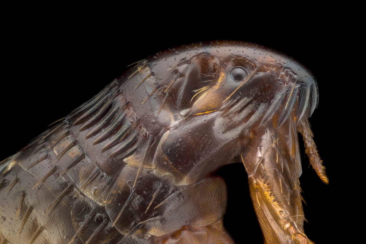 Fleas identification photo 4