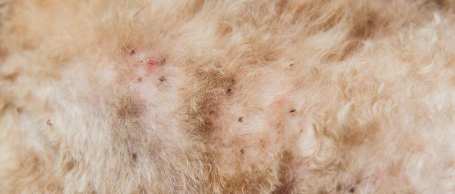Fleas identification photo 5