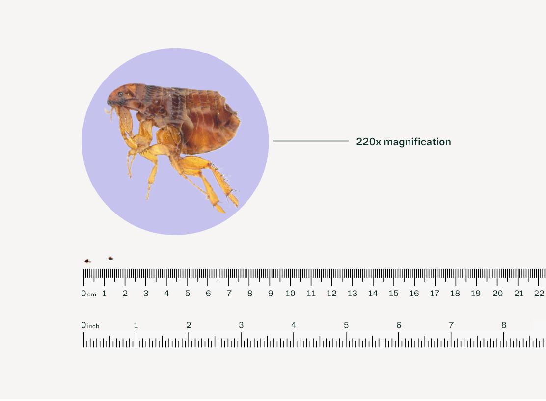 Fleas identification photo 6