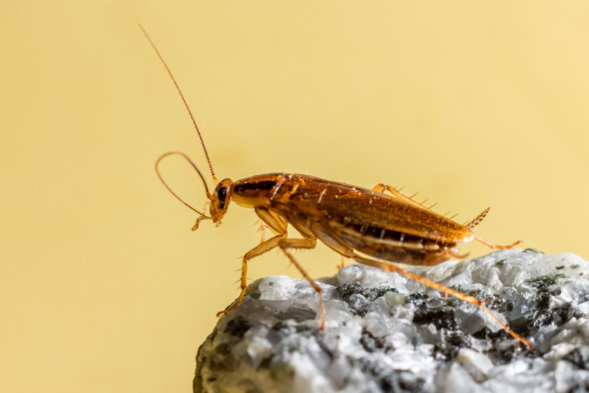 German Cockroaches identification photo 2