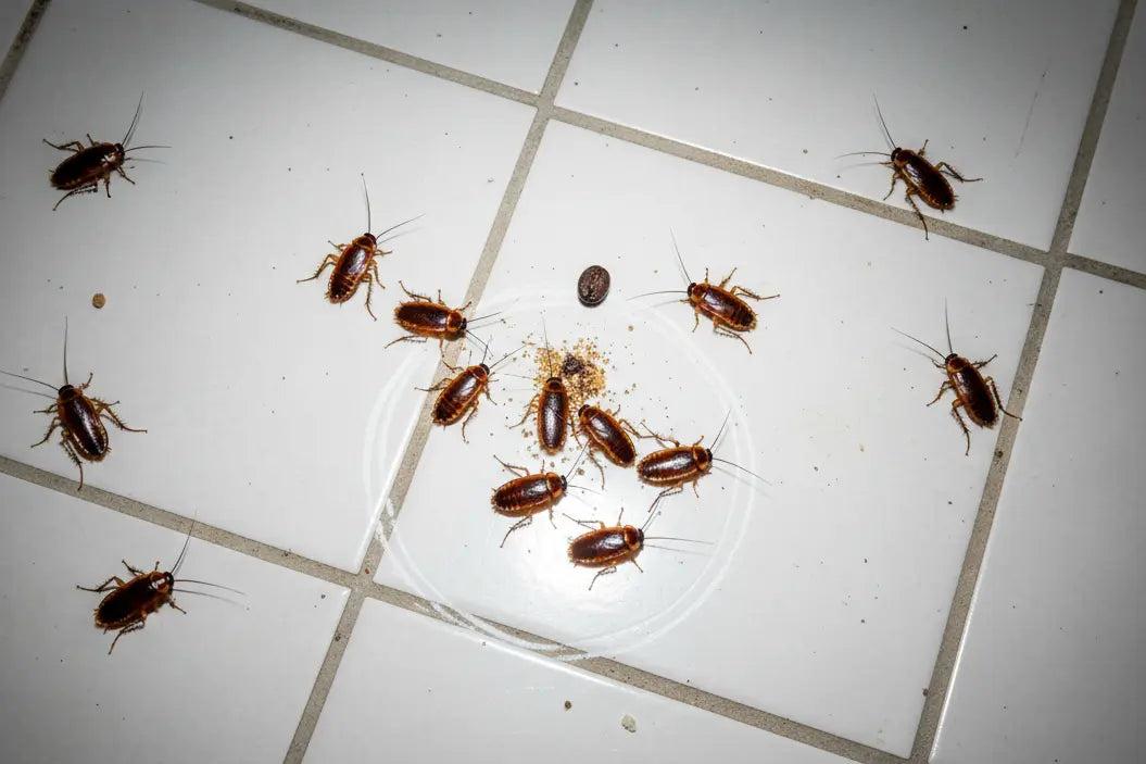 German Cockroaches identification photo 6