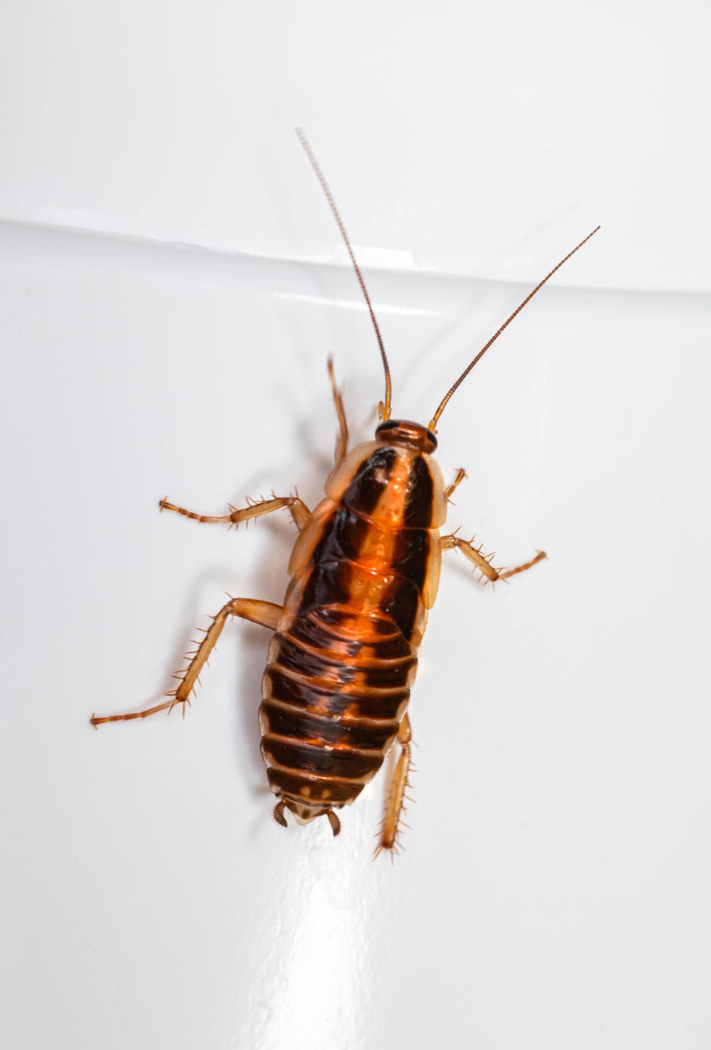 German Cockroaches identification photo 7