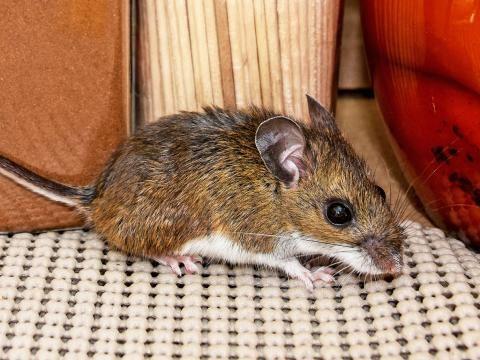 House Mice