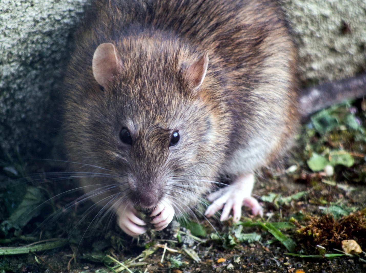 House Mice identification photo 2
