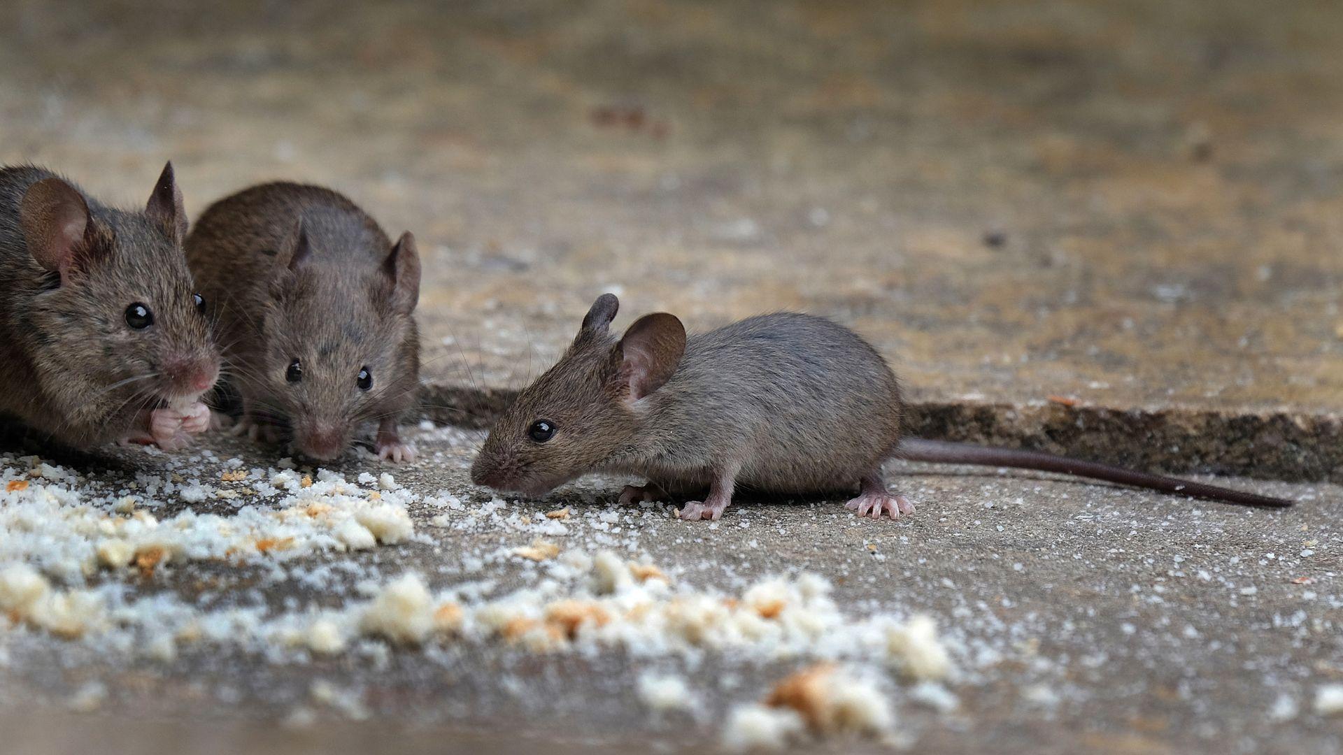 House Mice identification photo 4
