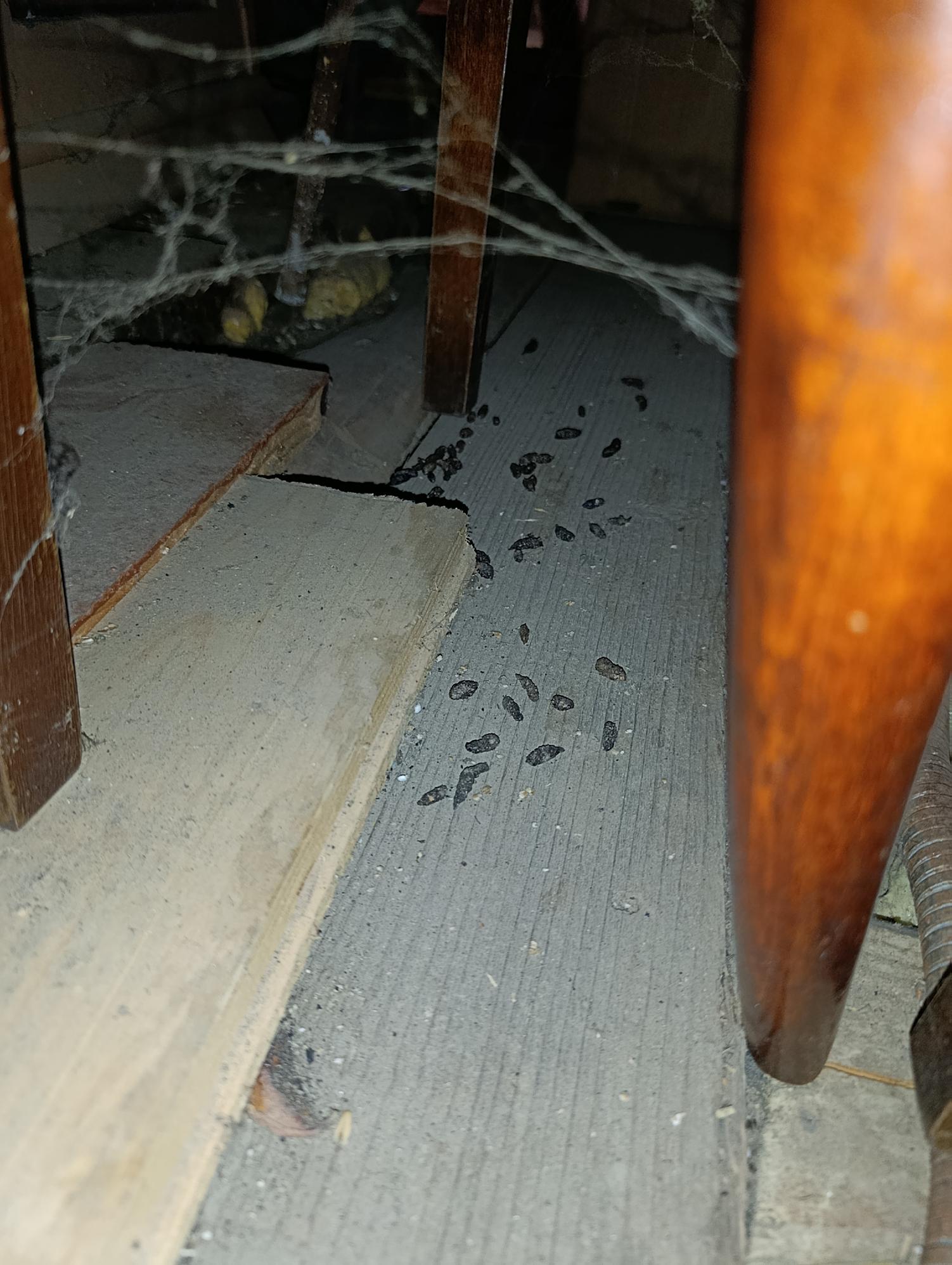 House Mice identification photo 6