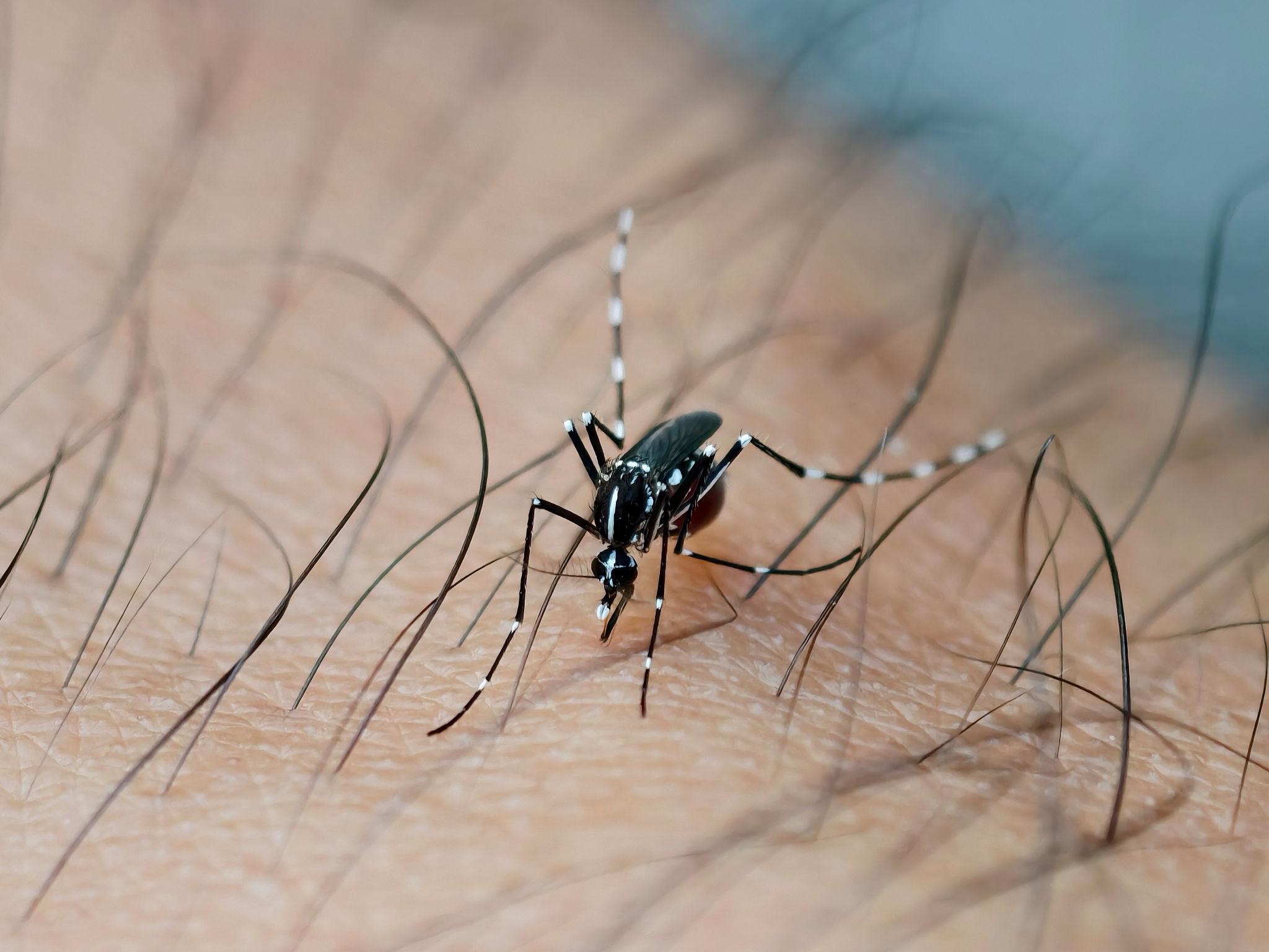 Mosquitoes identification photo 2
