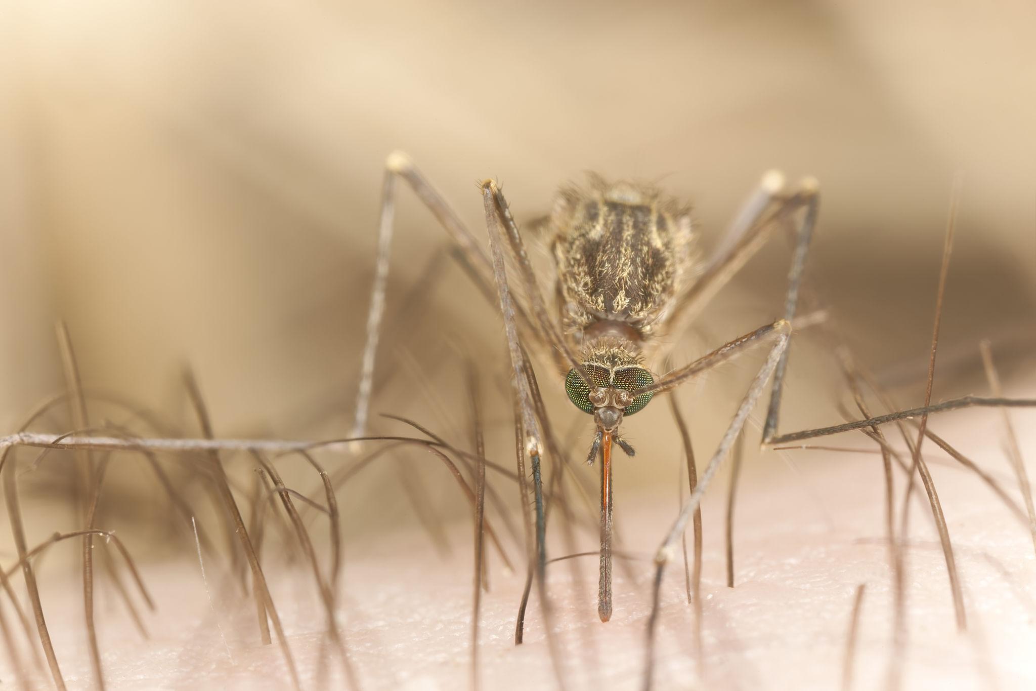 Mosquitoes identification photo 3