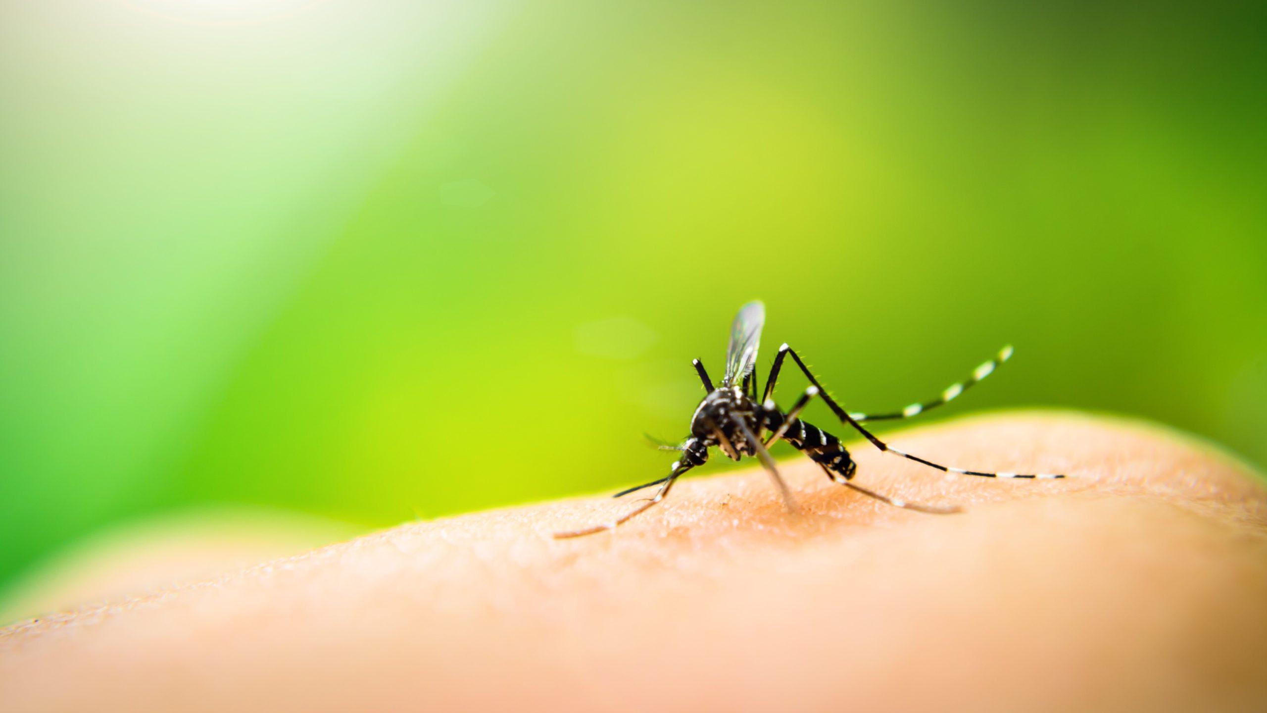 Mosquitoes identification photo 5