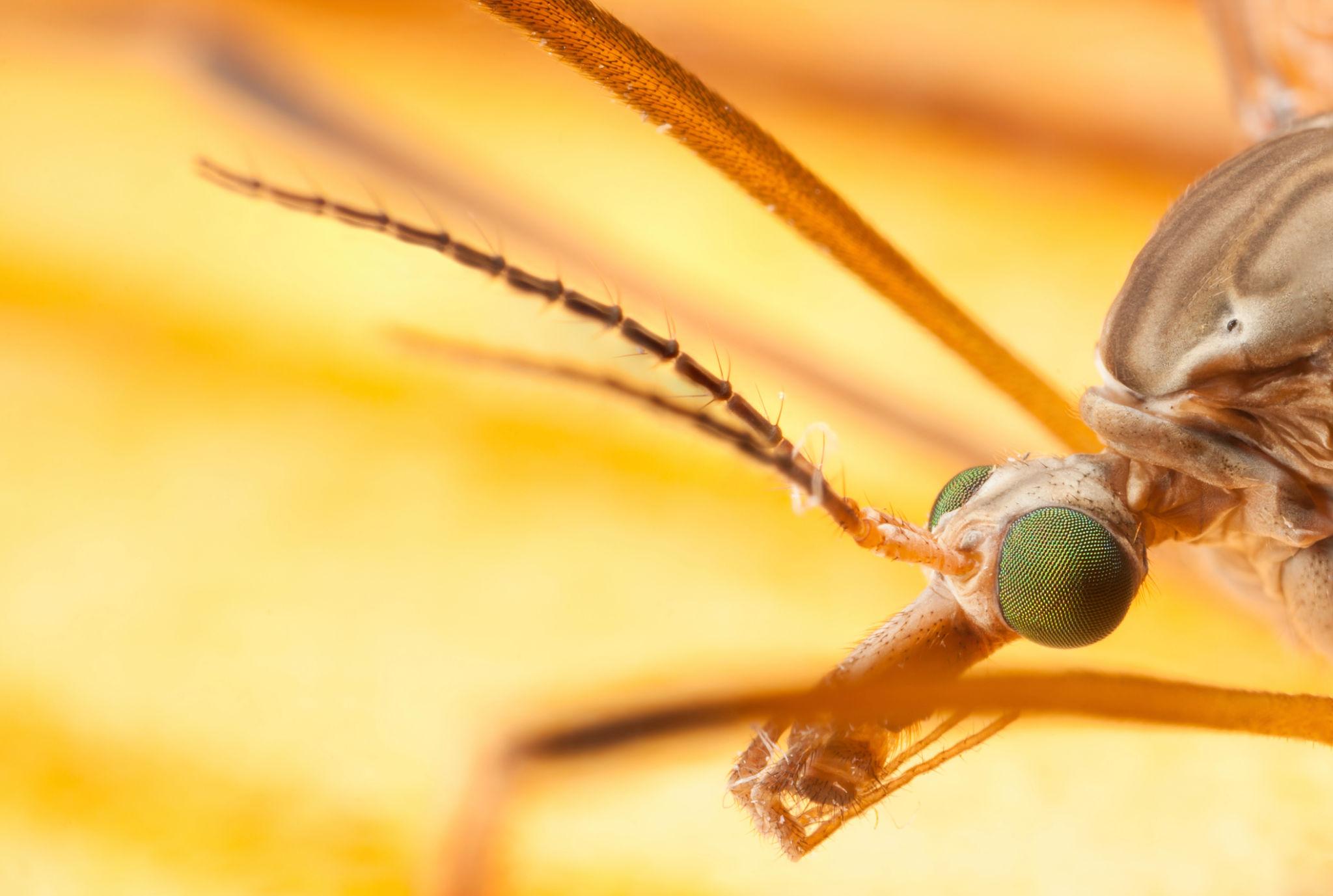 Mosquitoes identification photo 6