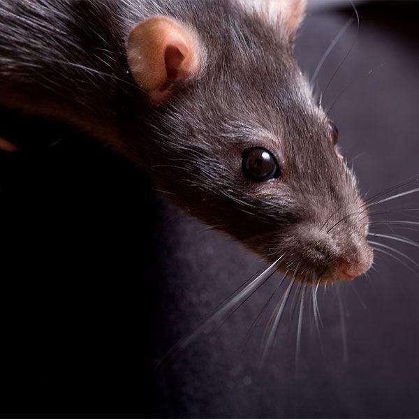 Roof Rats identification photo 2