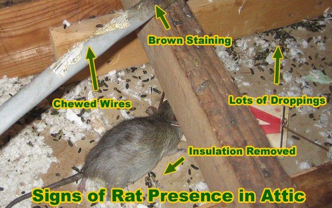 Roof Rats identification photo 6