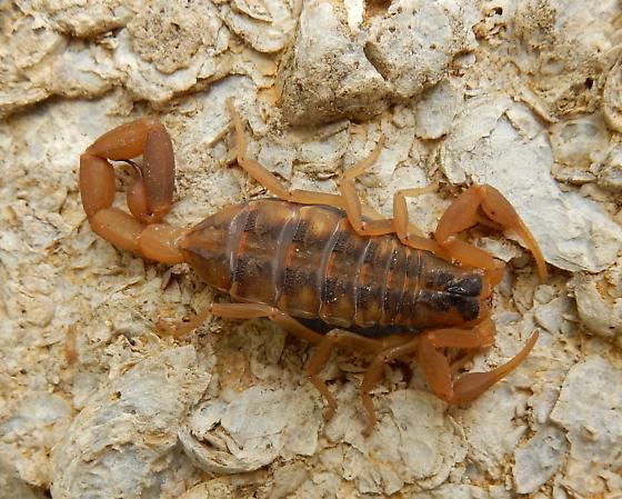 Scorpions