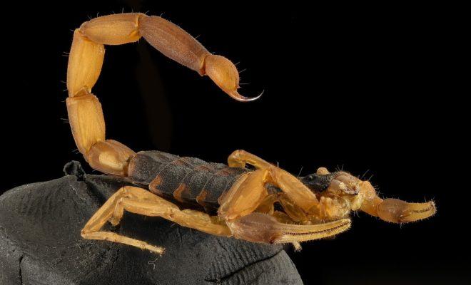 Scorpions identification photo 2