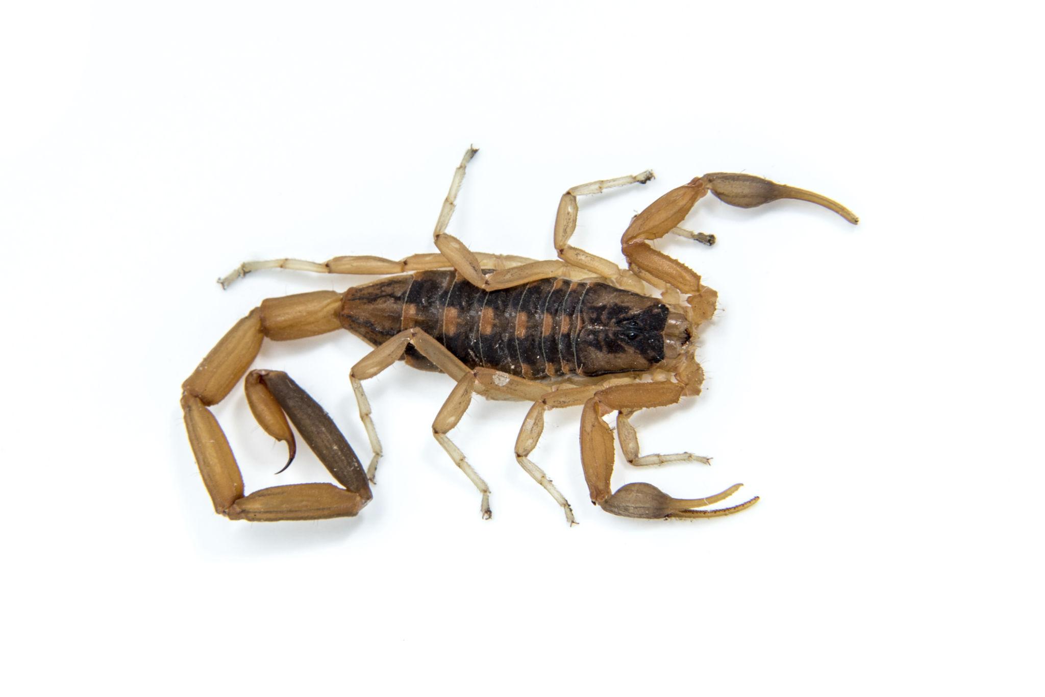 Scorpions identification photo 5