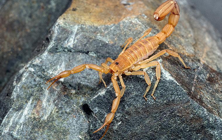 Scorpions identification photo 6