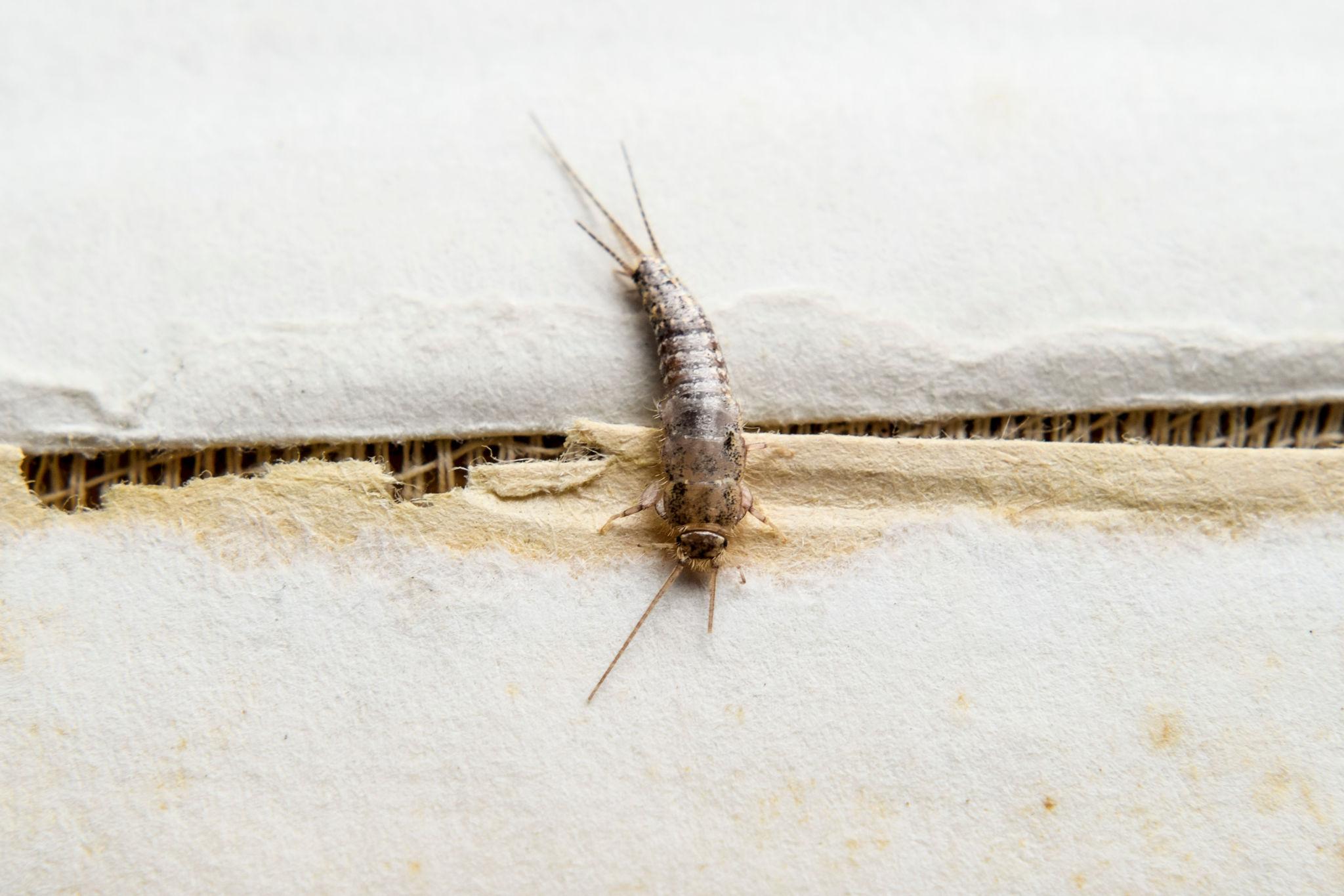Silverfish identification photo 2