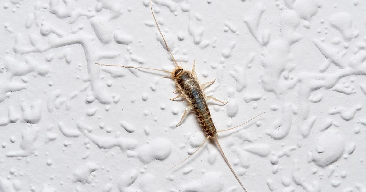 Silverfish identification photo 3