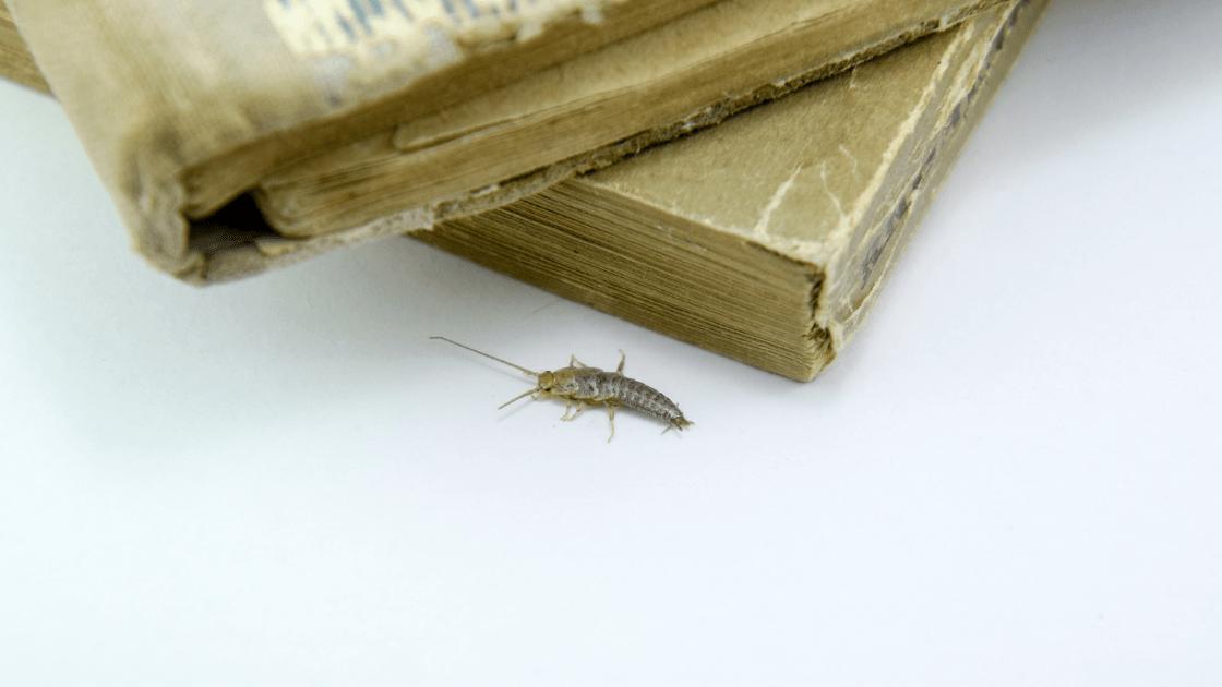 Silverfish identification photo 4