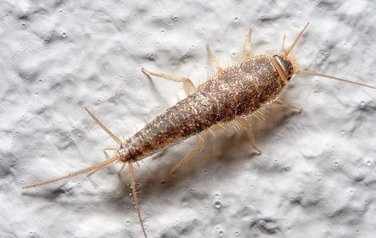 Silverfish identification photo 5