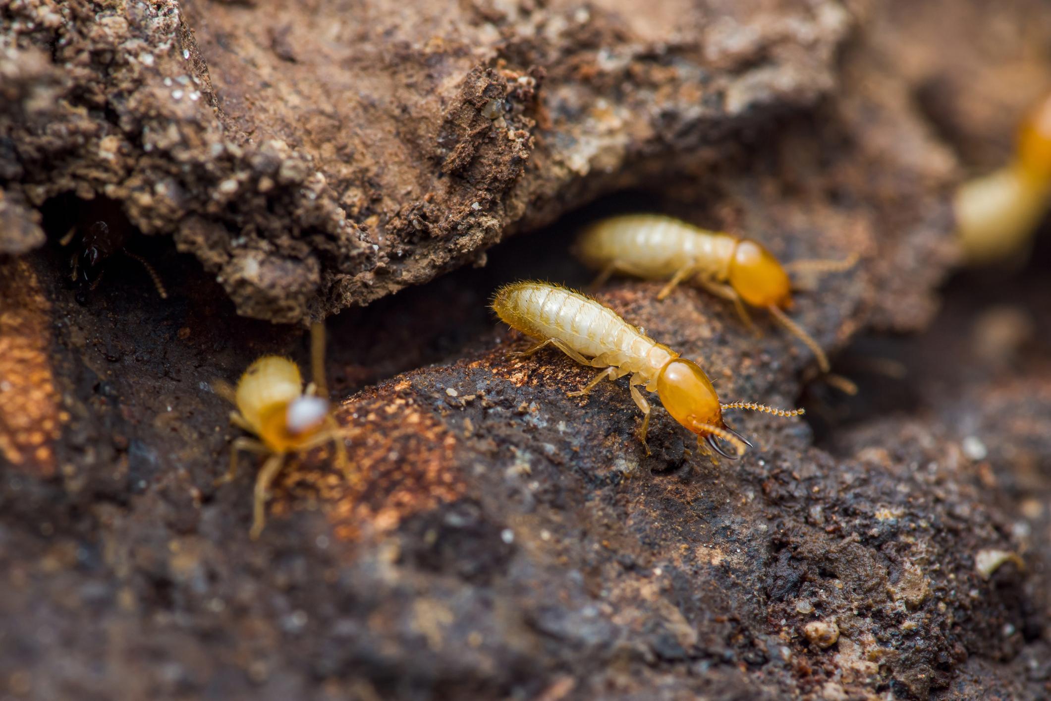 Subterranean Termites identification photo 6