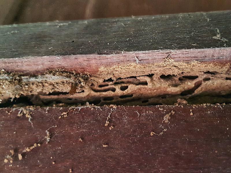 Subterranean Termites identification photo 7