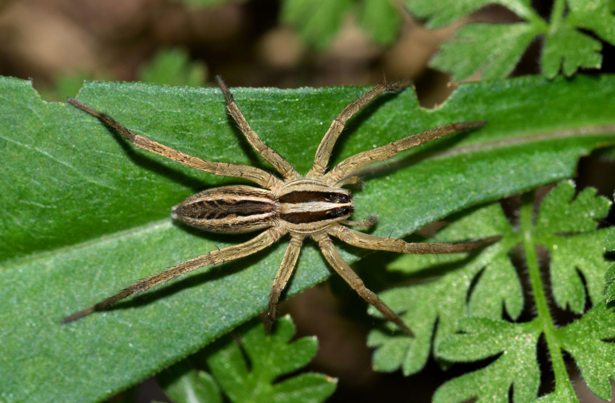 Common House Spiders