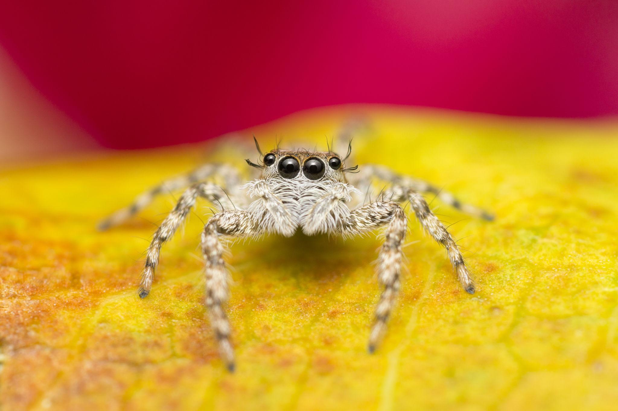 Common House Spiders identification photo 2